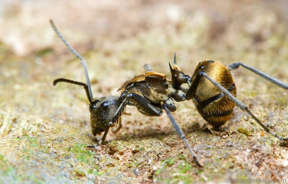 Polyrhachis militaris